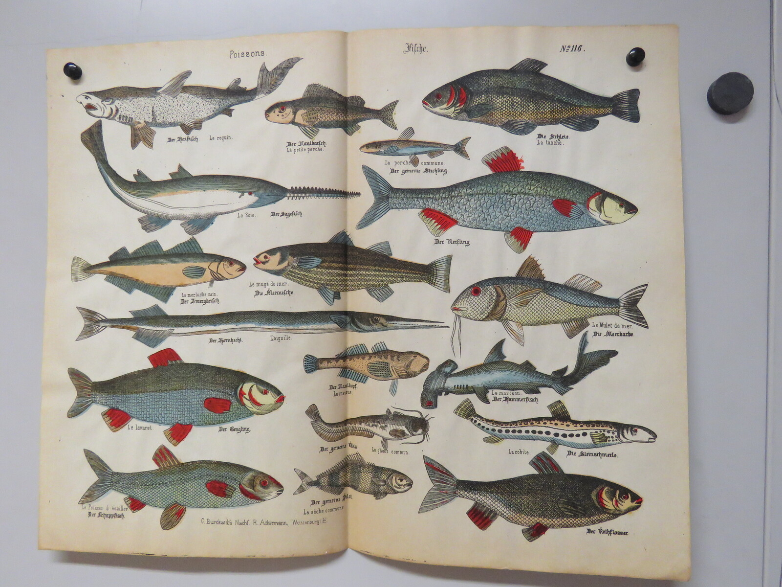 Poissons. (titre inscrit, français, allemand)