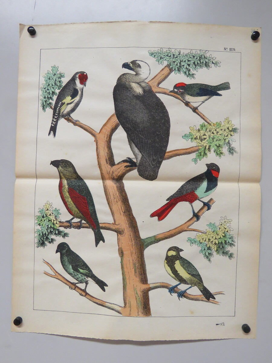 Oiseaux perchés (titre factice)