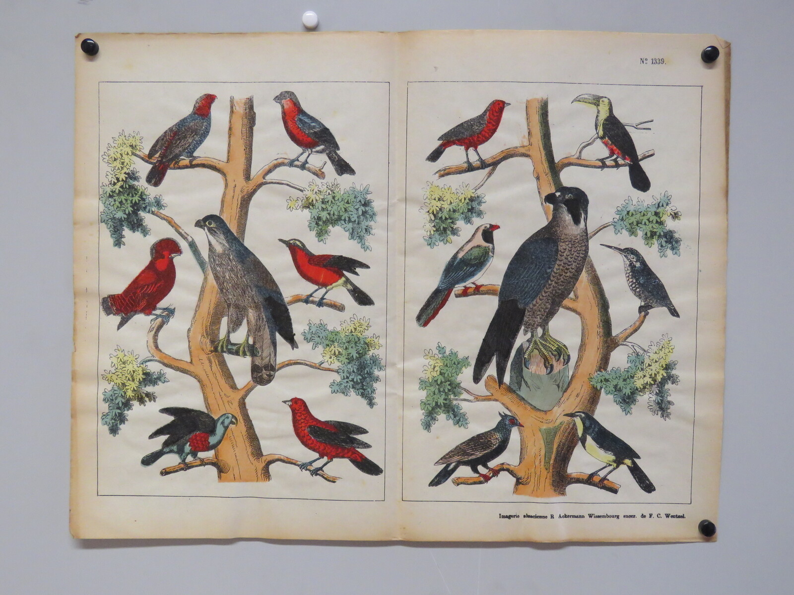 Oiseaux perchés (titre factice)