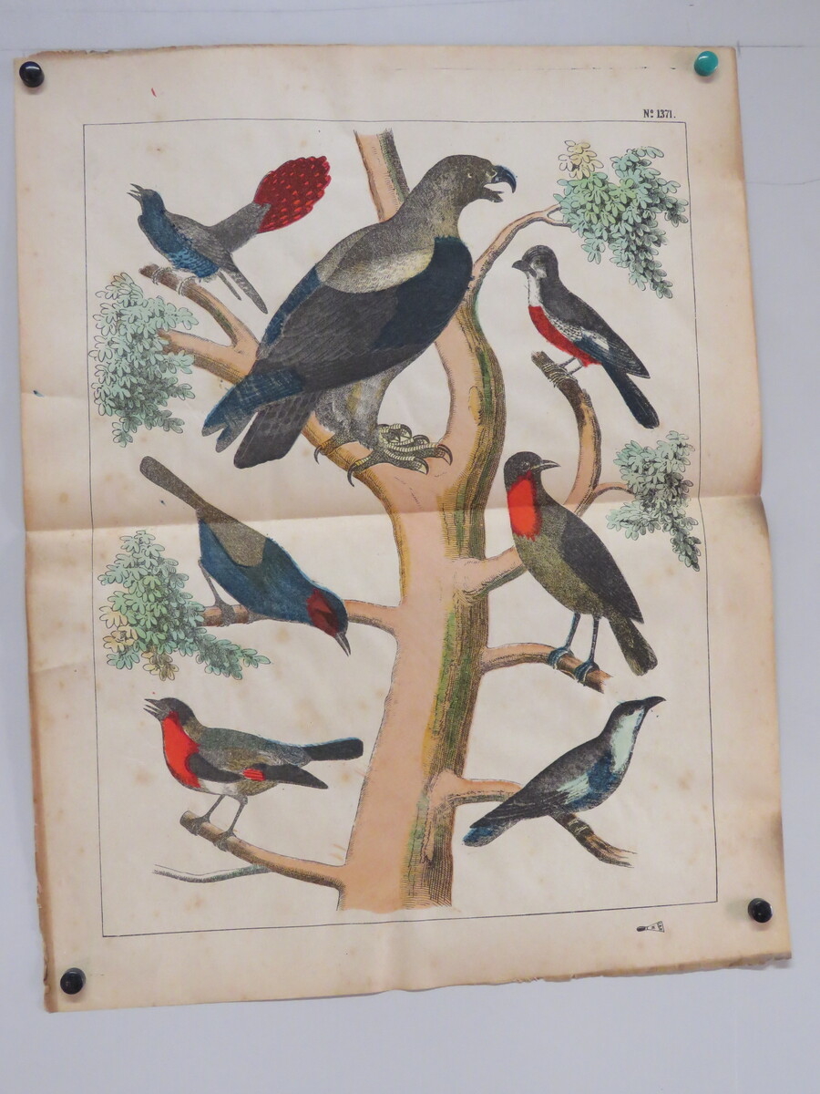 Oiseaux perchés (titre factice)