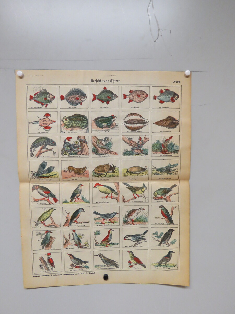Verschiedene Thiere. (titre inscrit, allemand) ; Animaux divers. (titre traduit)