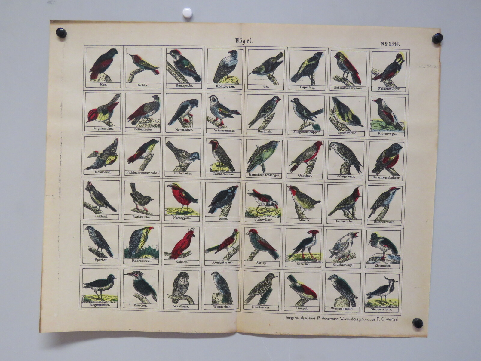 Vögel. (titre inscrit, allemand) ; Oiseaux. (titre traduit)