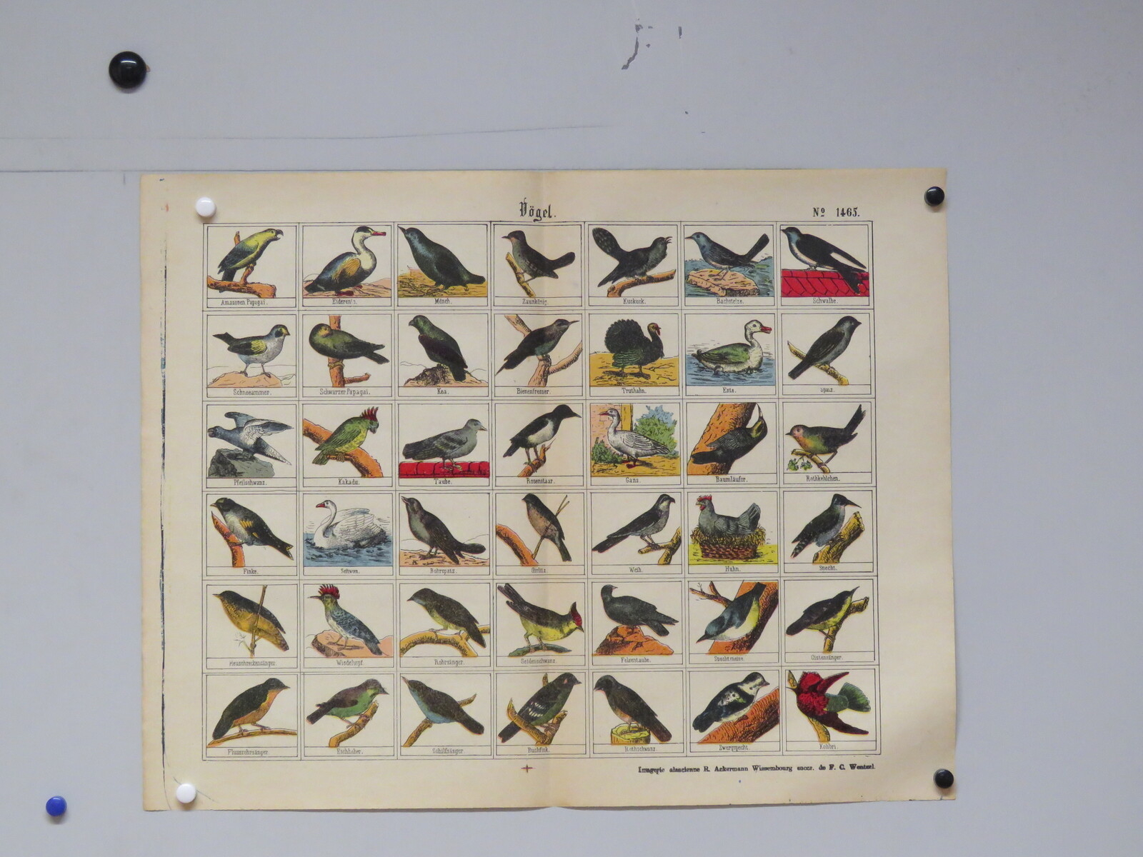 Vögel. (titre inscrit, allemand) ; Oiseaux. (titre traduit)