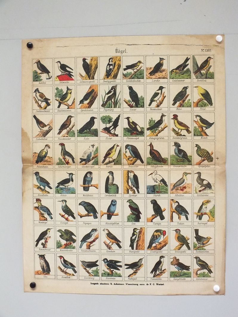 Vögel. (titre inscrit, allemand) ; Oiseaux. (titre traduit)