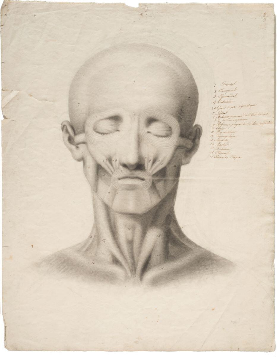 écorché de tête d'homme vu de face