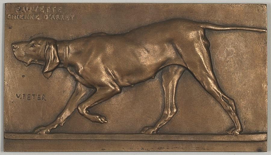 Fauvette, chienne d'arrêt