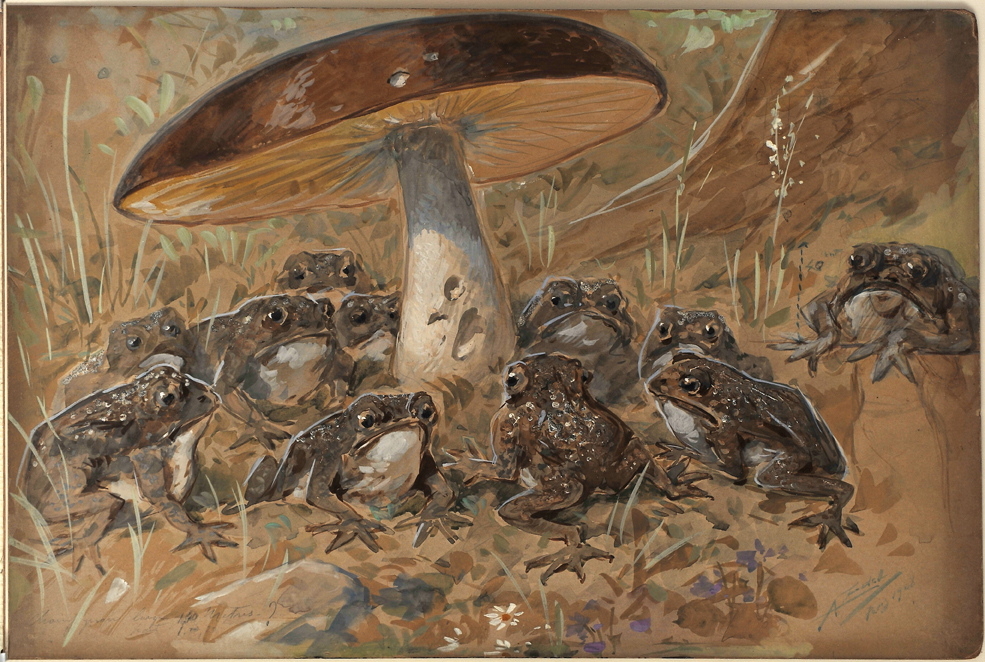 Assemblée de crapauds