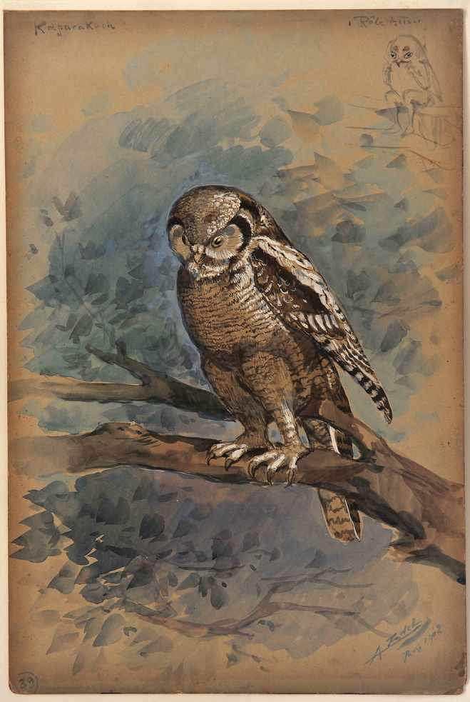 Nocture Hibou Kaparakoch