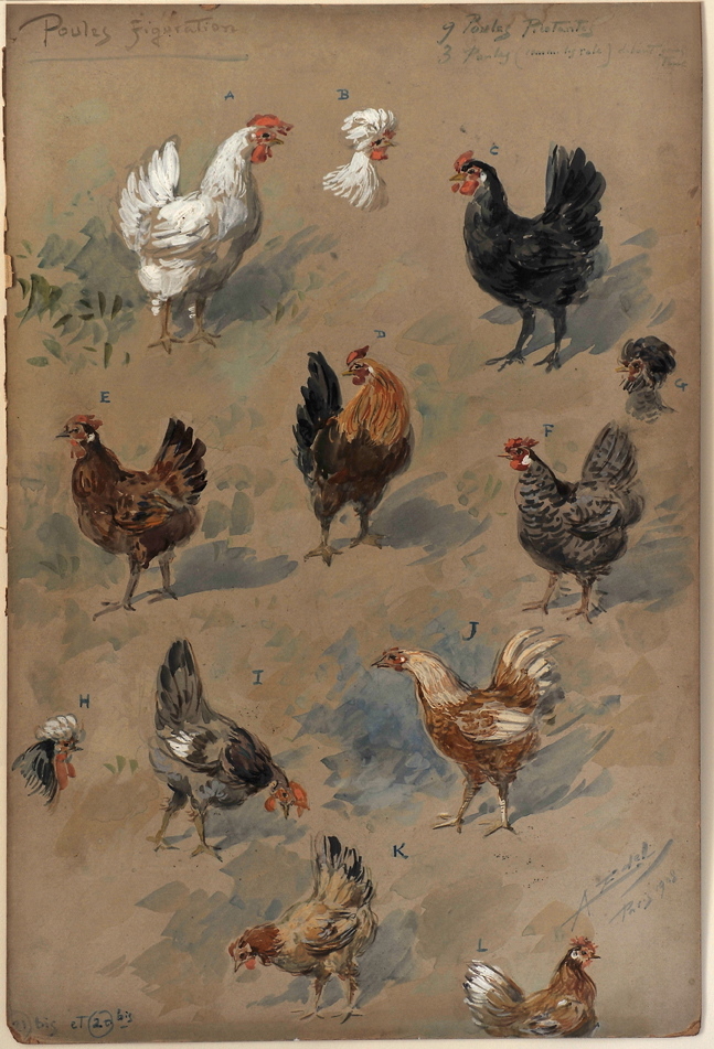 Poules figuration