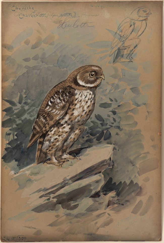 Nocture Hulotte Cheveche