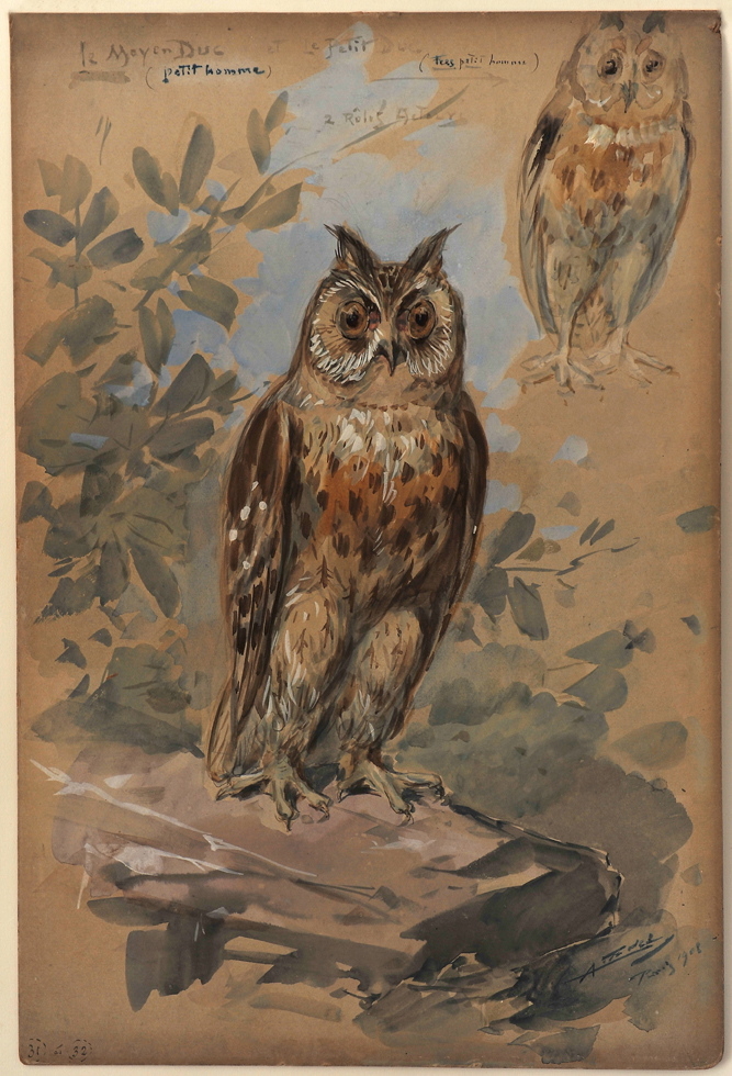 Nocture Le Moyen Duc et le le Petit Duc