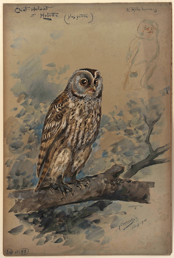 Nocturne Chat Hulant et Hulotte