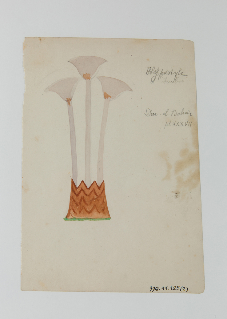 Hiéroglyphe du papyrus (titre factice)