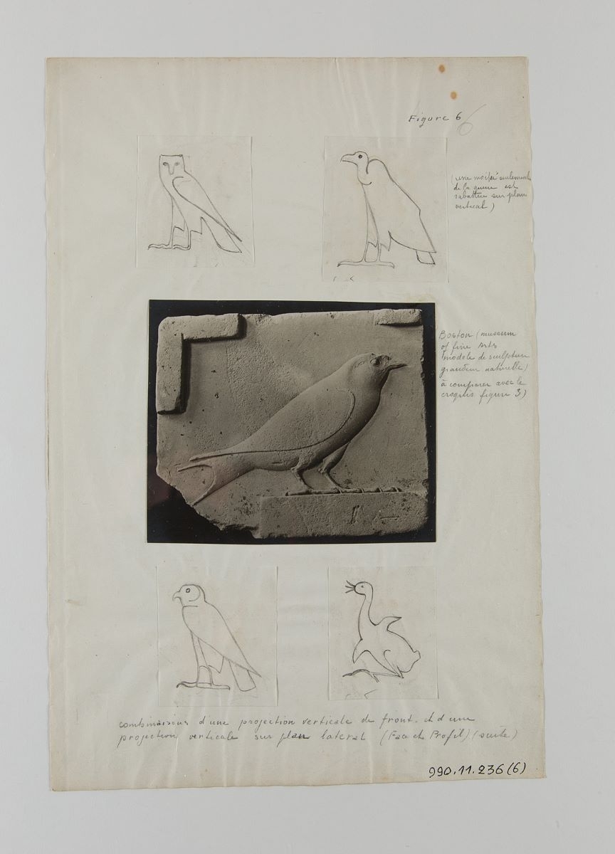 Oiseaux et rapaces (titre factice)