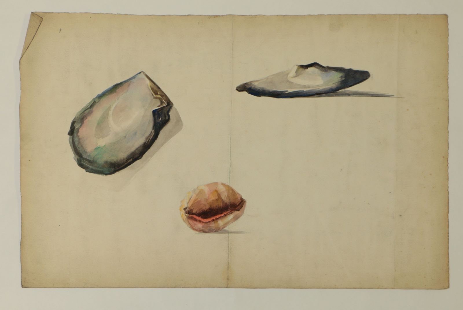 Huîtres et coquillage (titre factice)