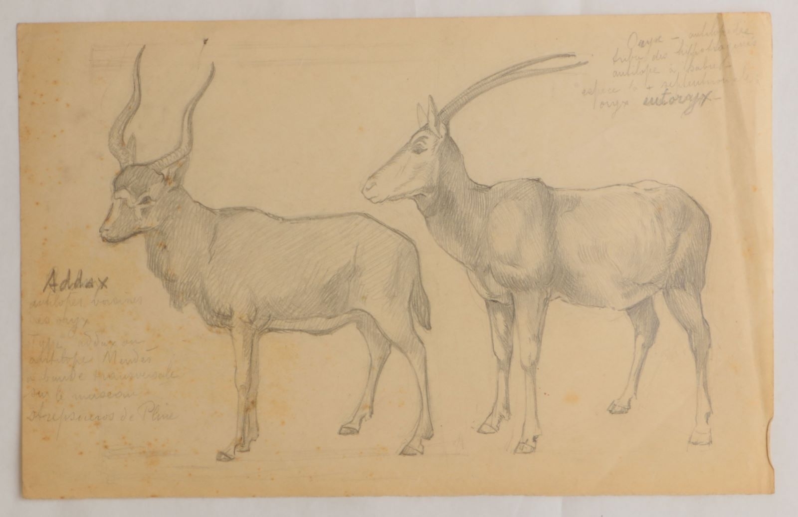 Addax et Oryx (titre factice)
