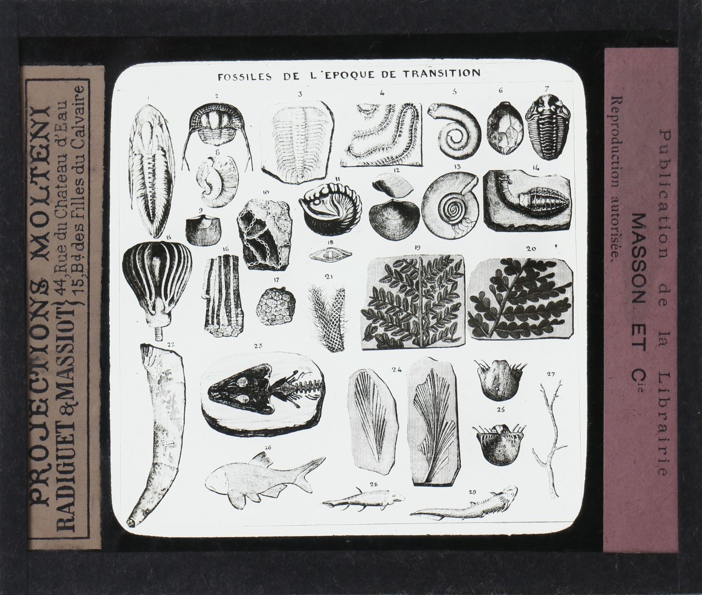 Tableau des principaux fossiles primaires (titre inscrit)