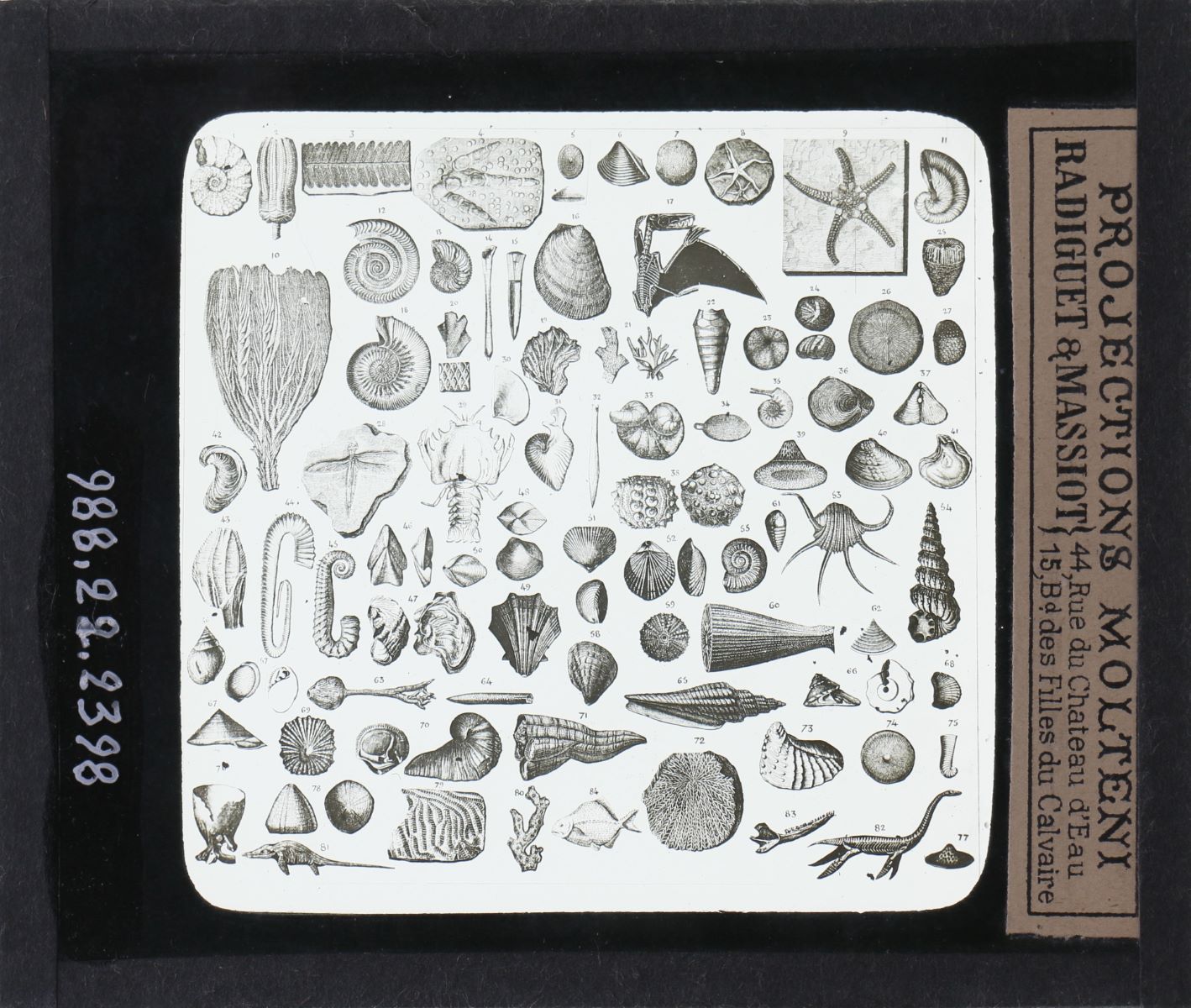 Tableau des principaux fossiles de l'époque secondaire (titre inscrit)