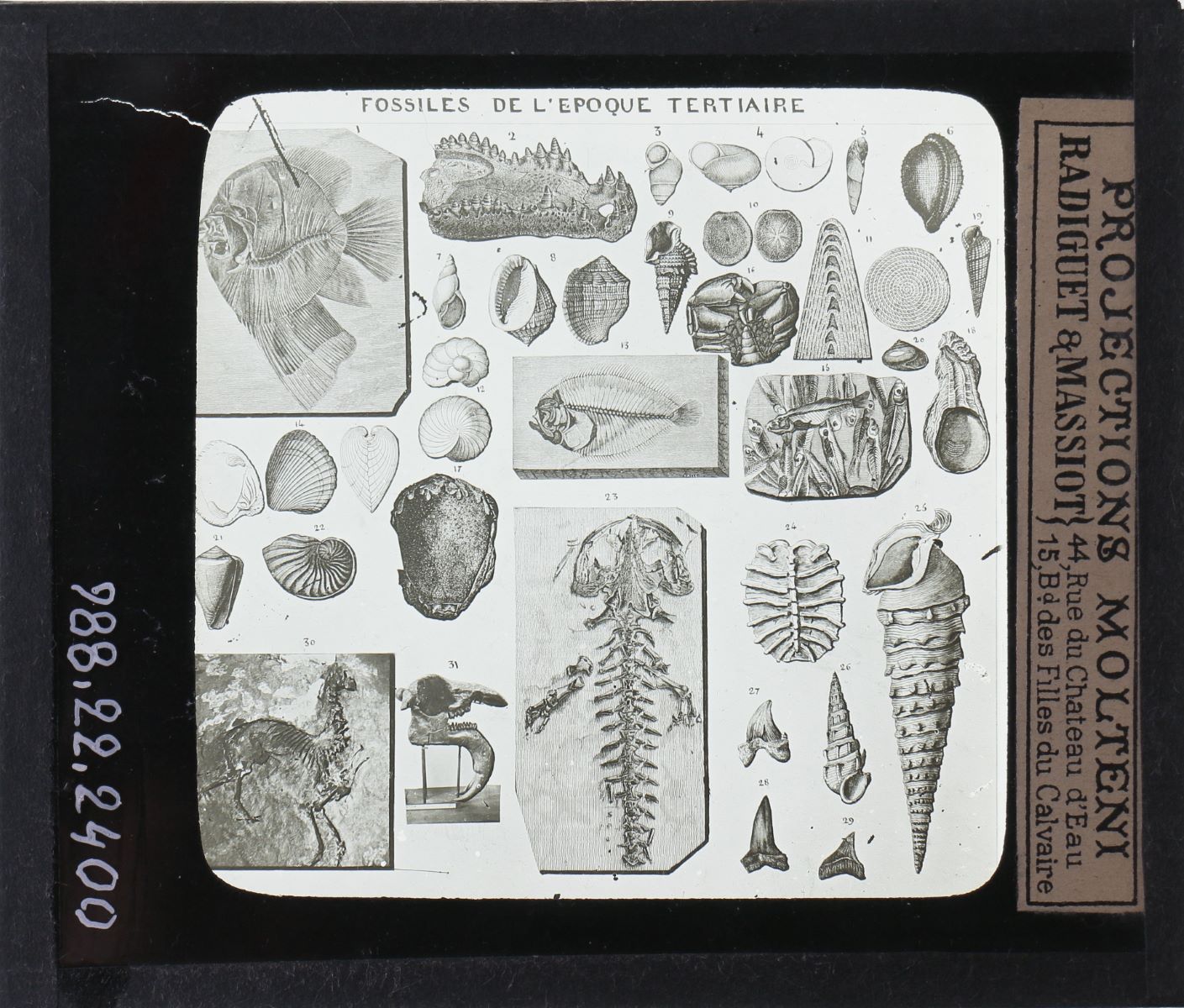 Tableau des principaux fossiles de l'époque tertiaire (titre inscrit)