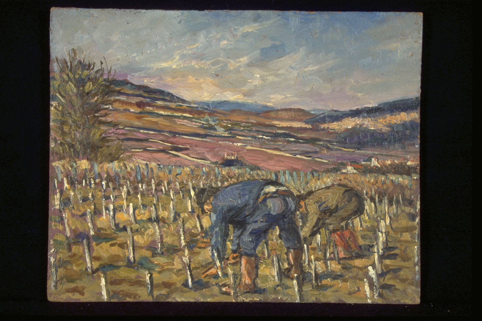 Hiver travaux, plantation, bourrage à Ladoix (titre inscrit, au verso)