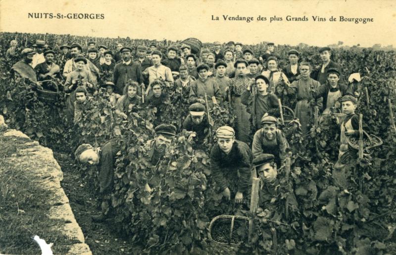 NUITS-St-GEORGES / La Vendange des plus Grands Vins de Bourgogne (titre inscrit)