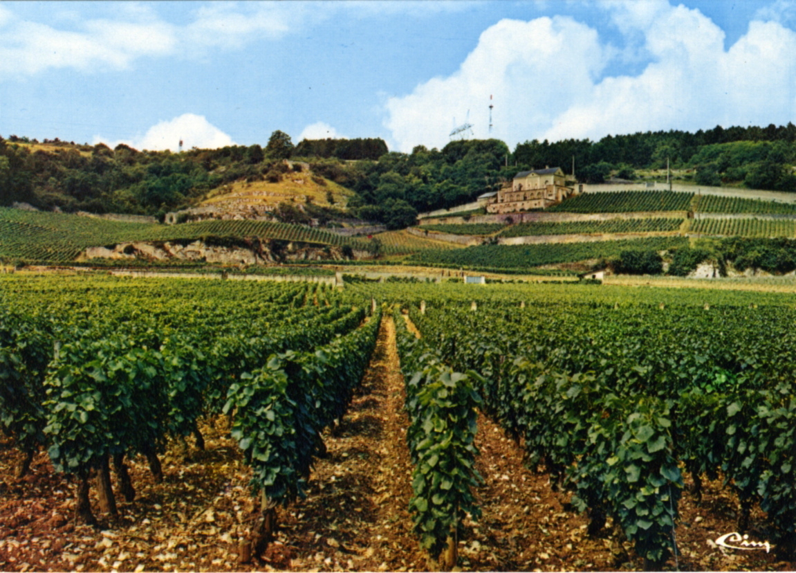 NUITS-SAINT-GEORGES (Côte-d'Or). Le vignoble vers le Château Gris (titre inscrit)