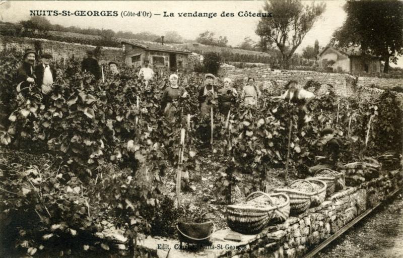 NUITS-St-GEORGES (Côte-dOr) - La vendange des Coteaux (titre inscrit)