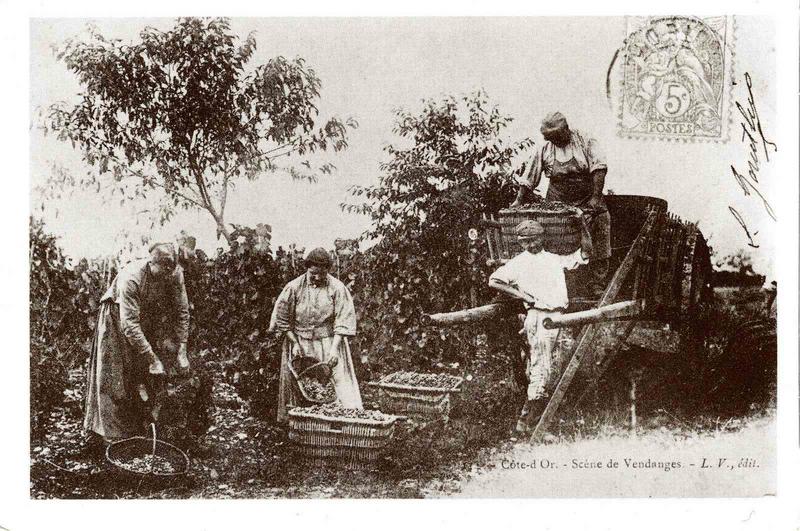 Côte-d'Or. - Scène de Vendanges. (titre inscrit)