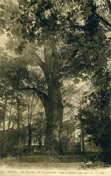 65. - Dijon - Le Peuplier de l'Arquebuse - Age probable 500 ans (titre inscrit)