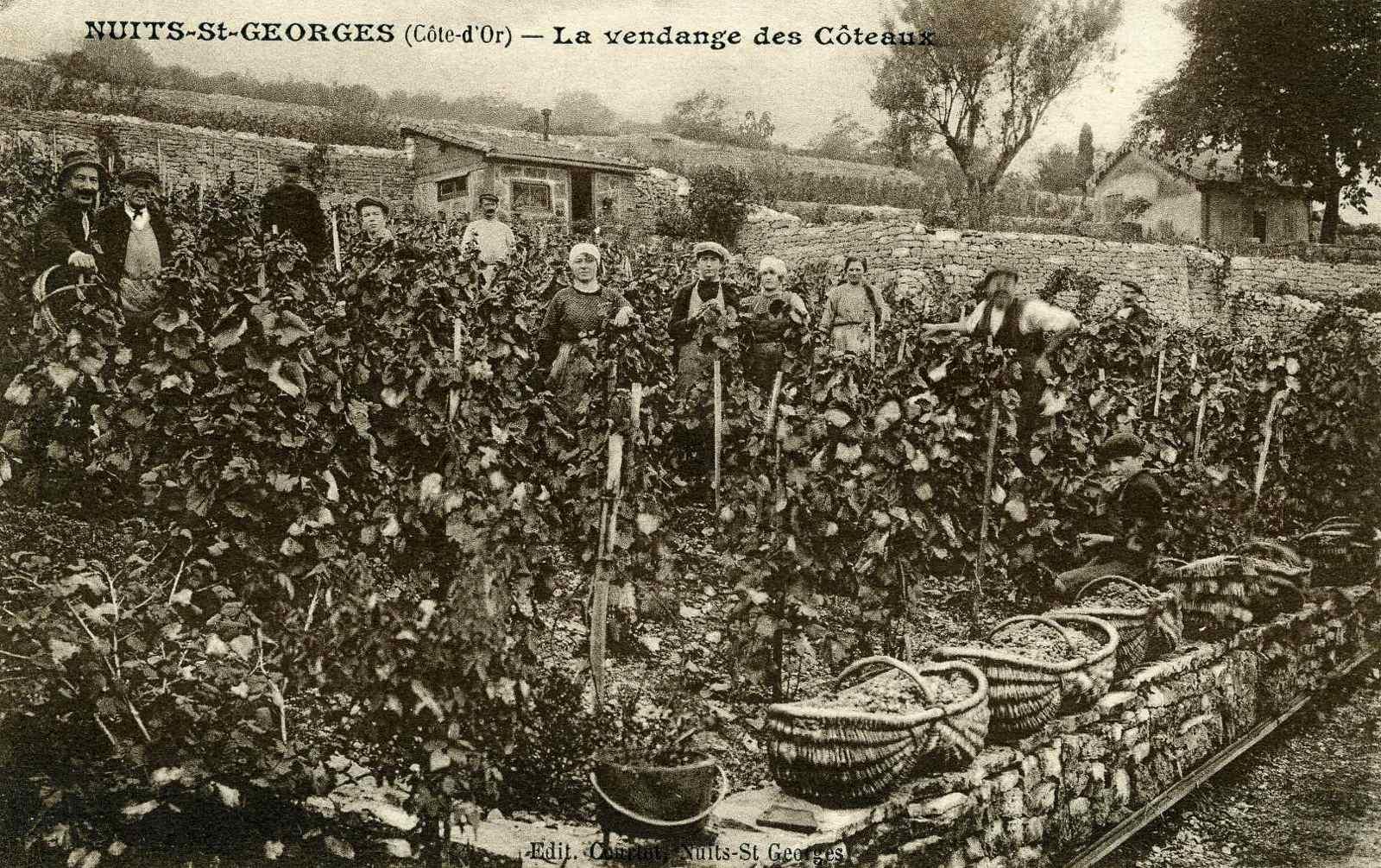 NUITS-St-GEORGES (Côte-d'Or) - La vendange des Côteaux (titre inscrit)