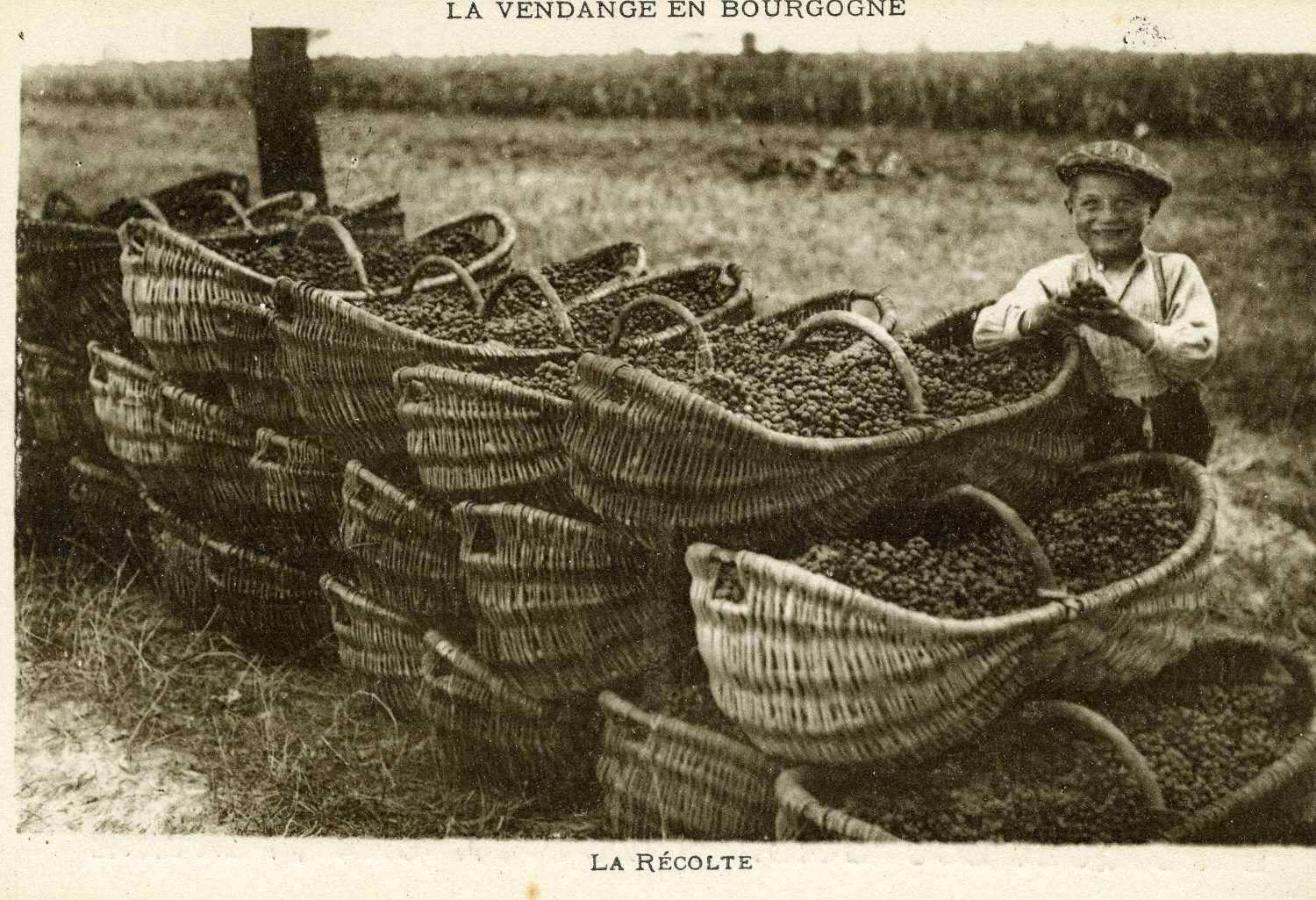 LA VENDANGE EN BOURGOGNE / LA RÉCOLTE (titre inscrit)