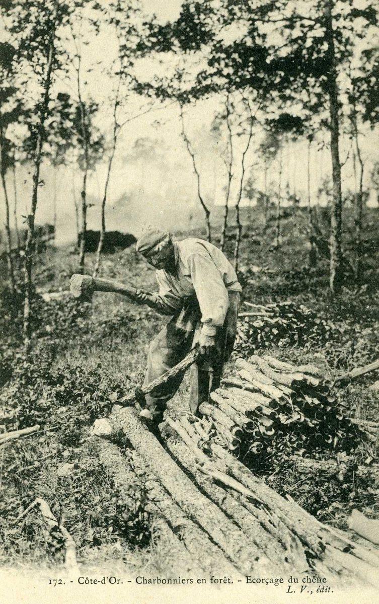 172. - Côte-d'Or. - Charbonniers en forêt. - Ecorçage du chêne (titre inscrit)
