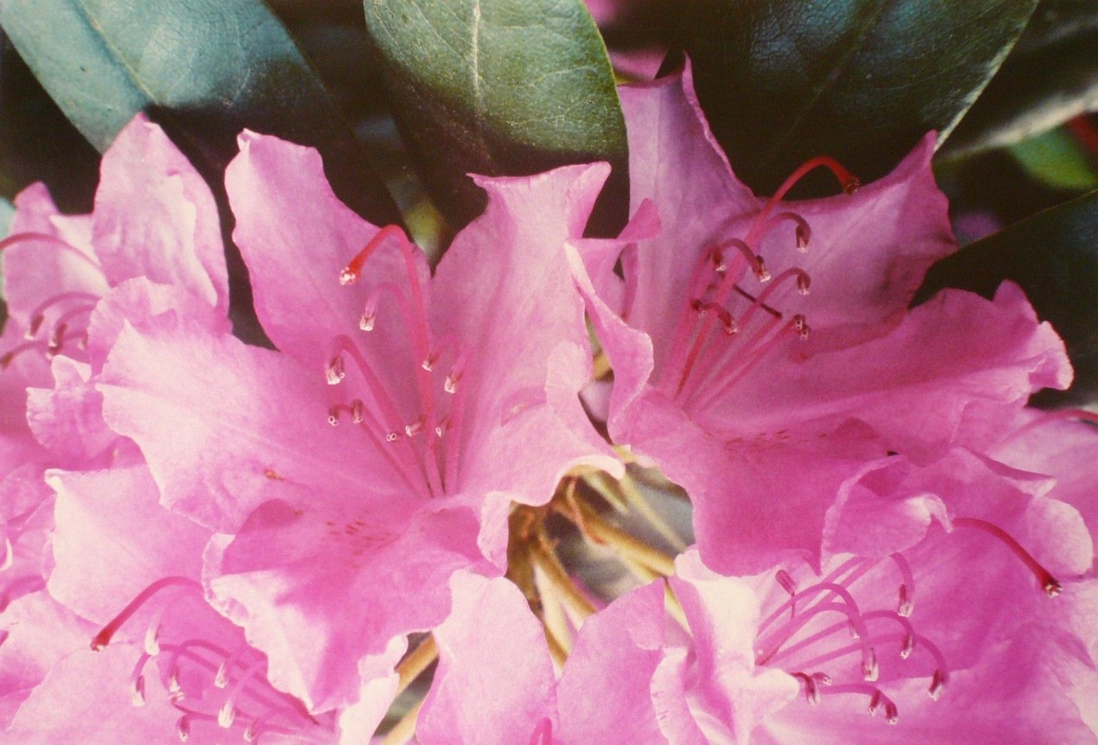 Le rhododendron
