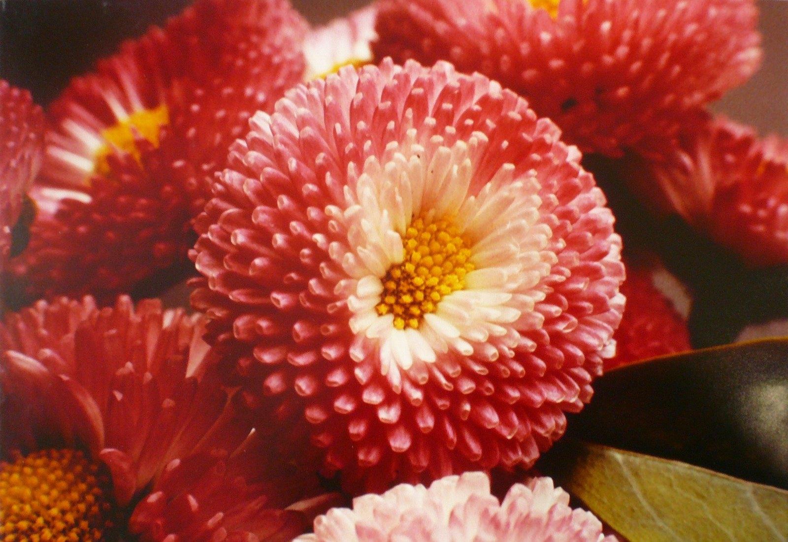 Les marguerites (Dalhia) pompon