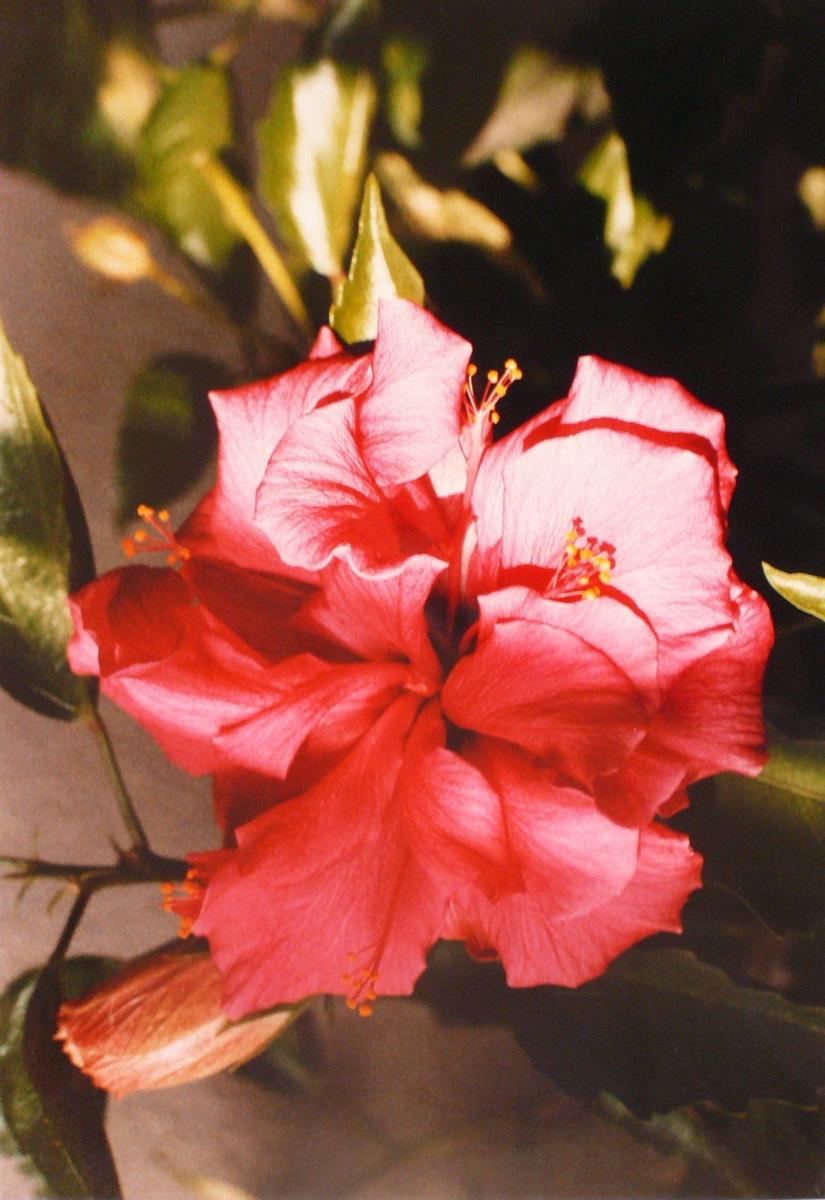 L'Hibiscus