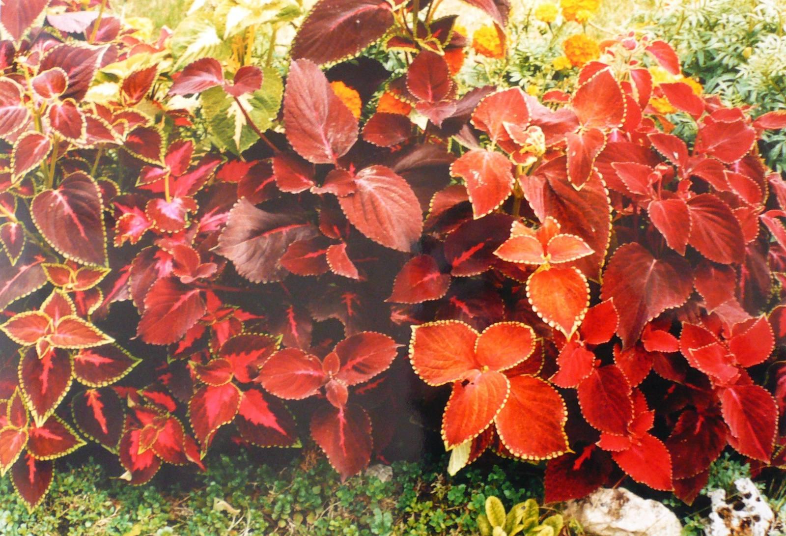 Les Coleus