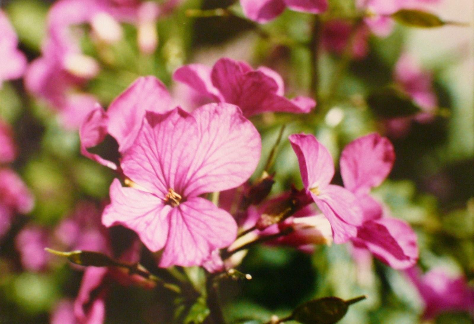 Fleurs de monnaie du pape