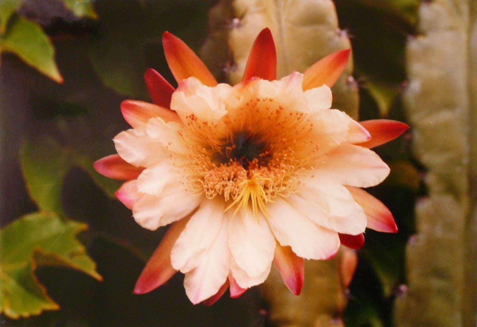 La fleur de cactus