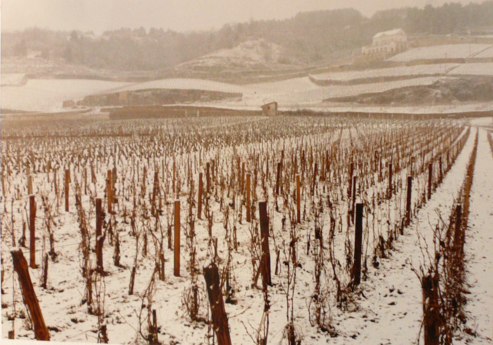Vigne enneigée sous le Château gris