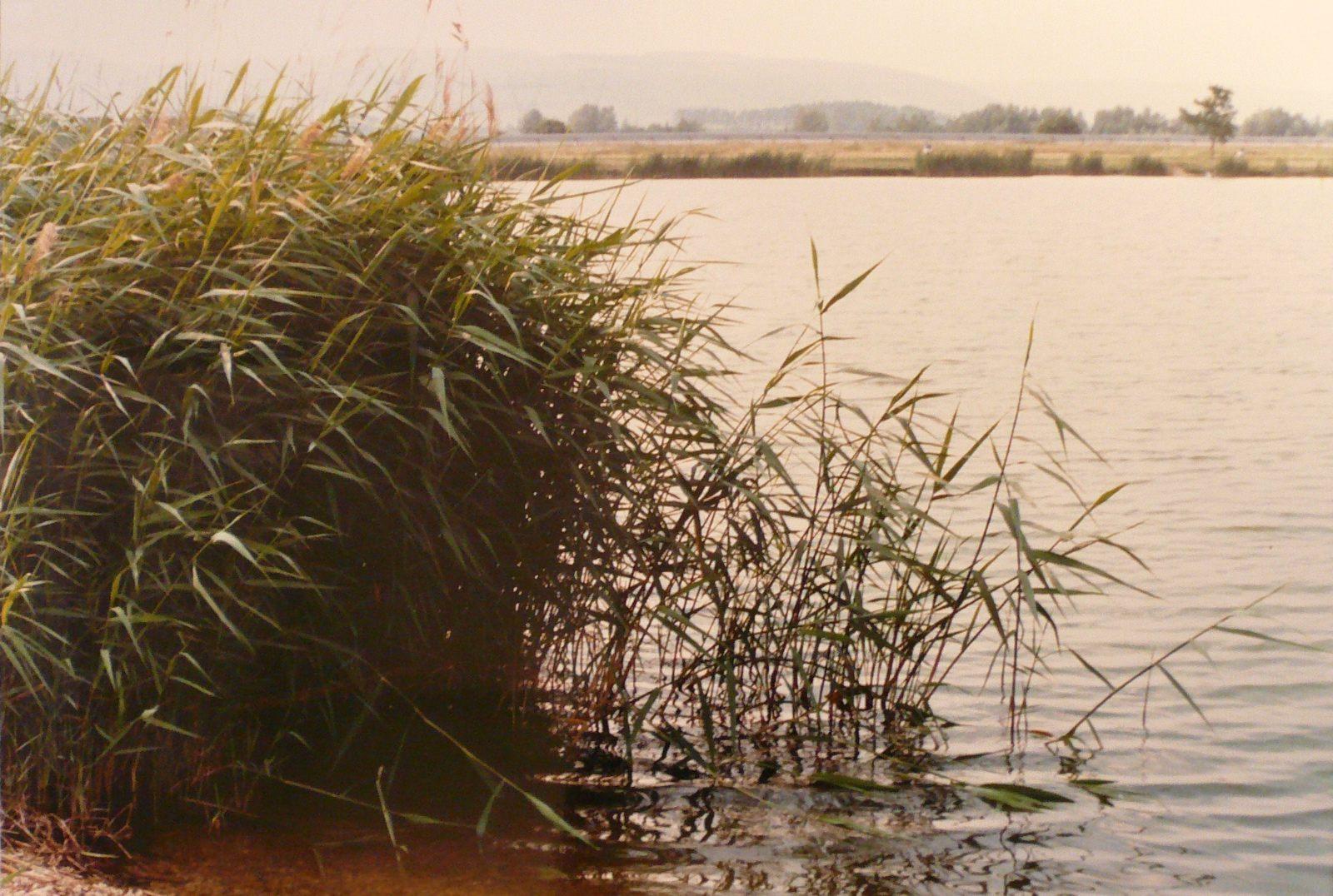 Roseaux au bord de l'étang