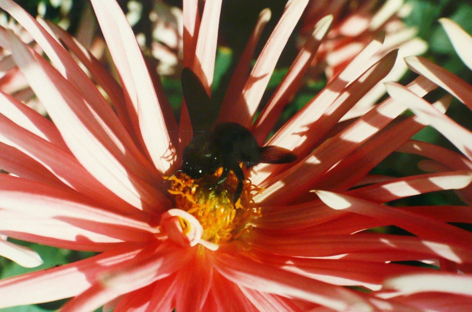 Mouche au coeur du dahlia