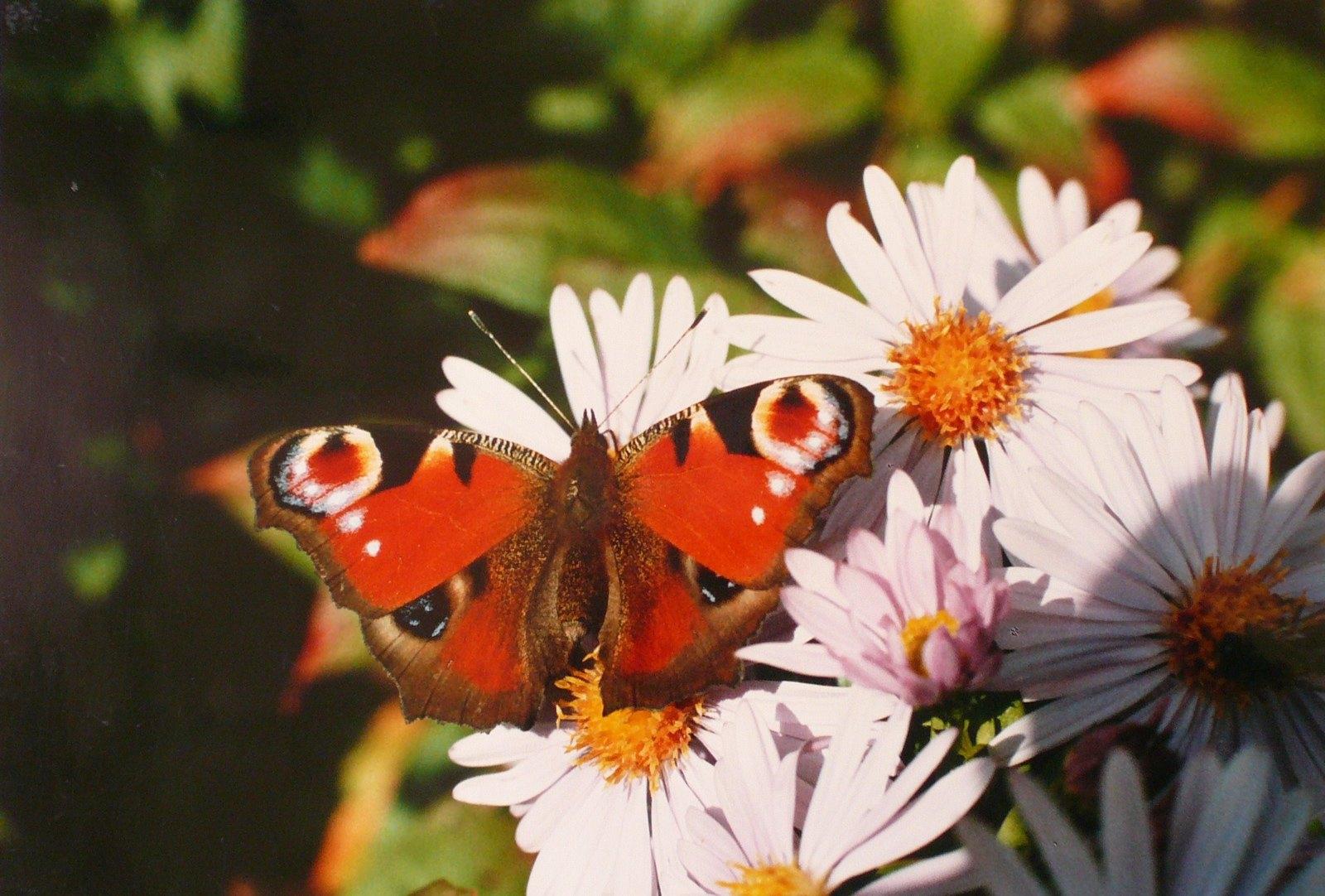 Papillon sur les chrysanthèmes
