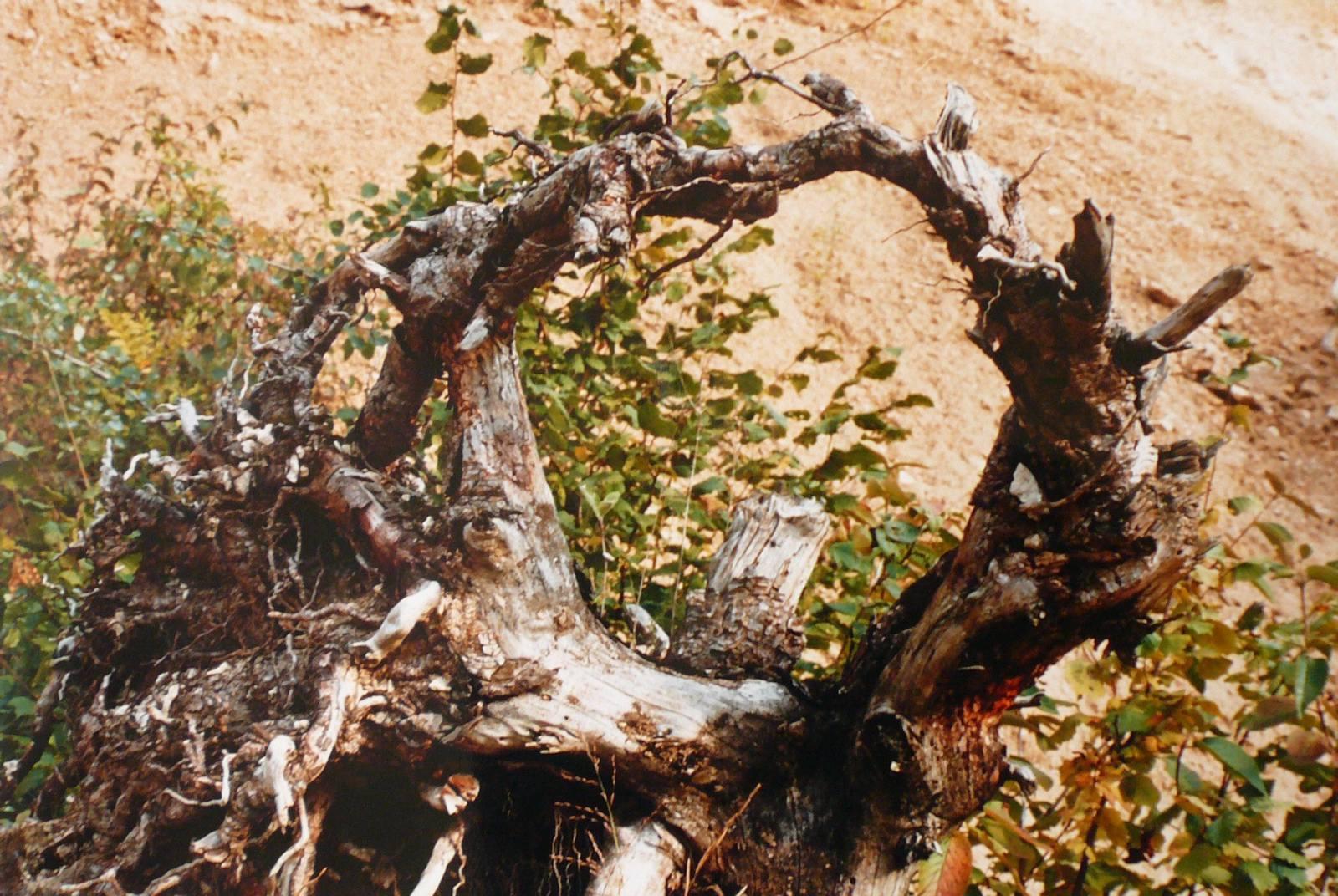 La souche