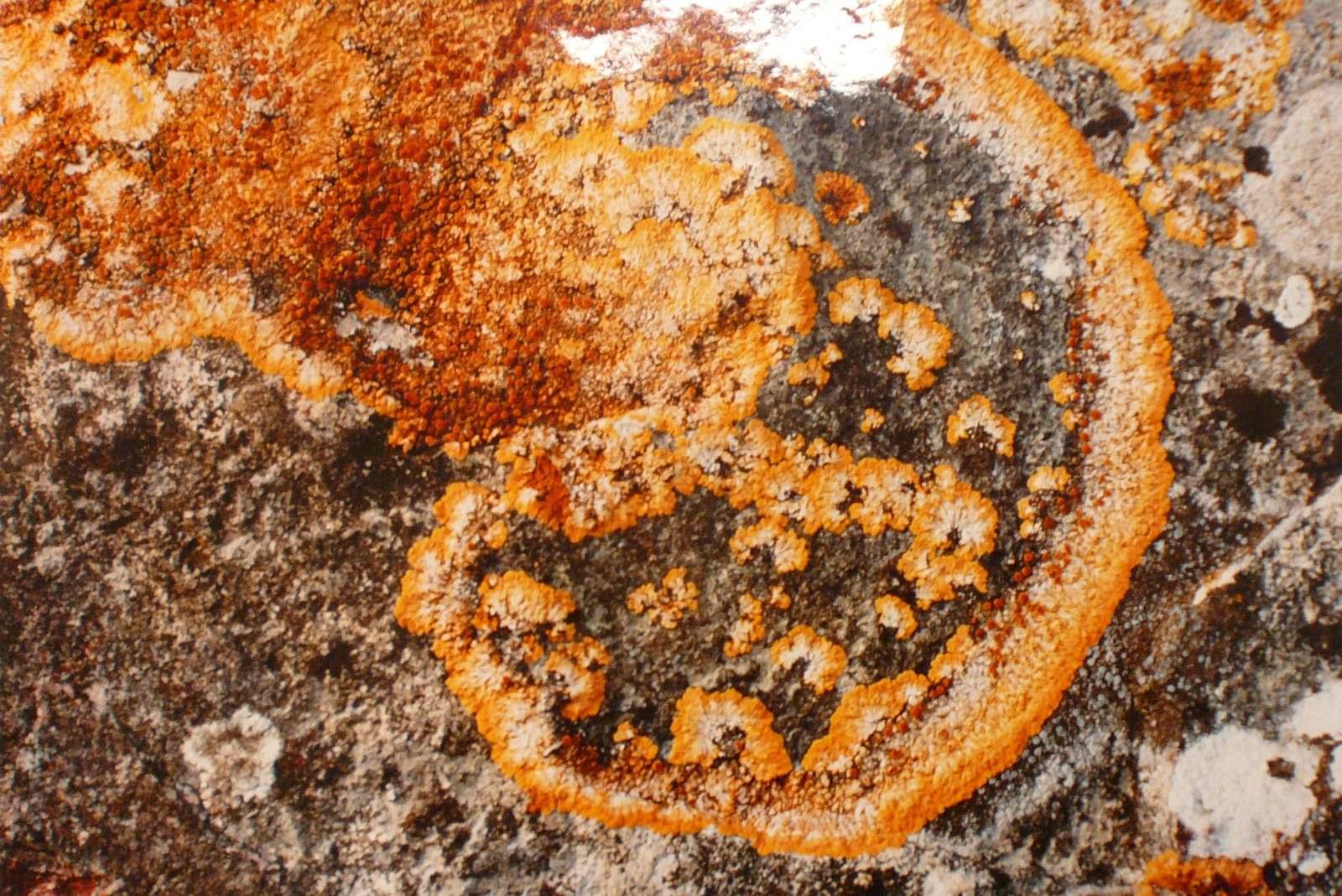 Lichens