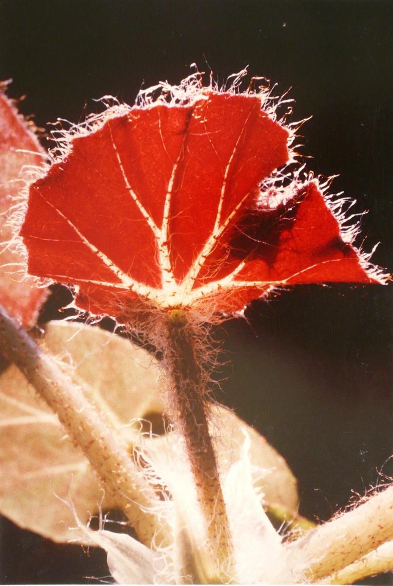 Plante grasse poilue