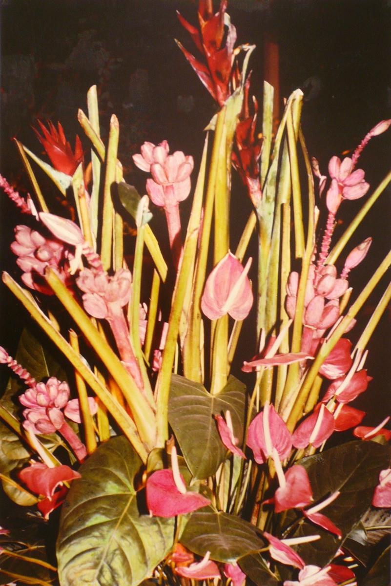 Anthurium