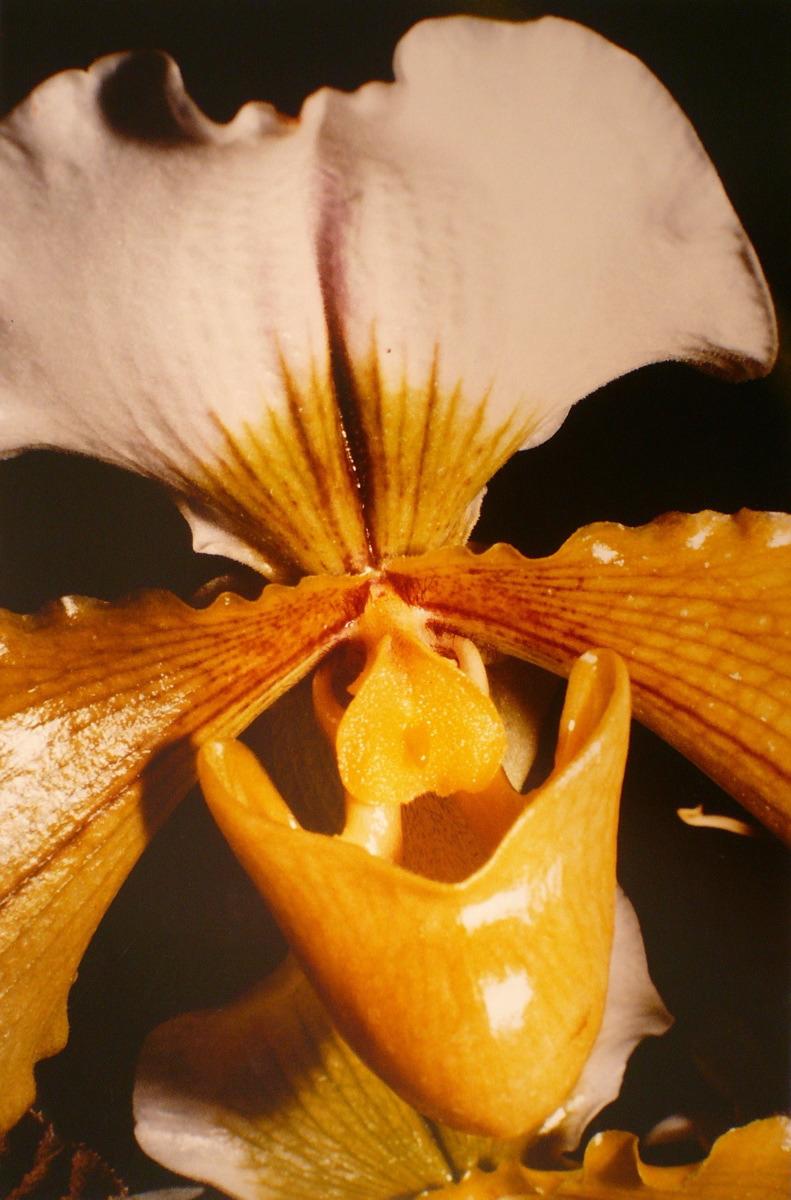 Orchidées, Paphiopedilum