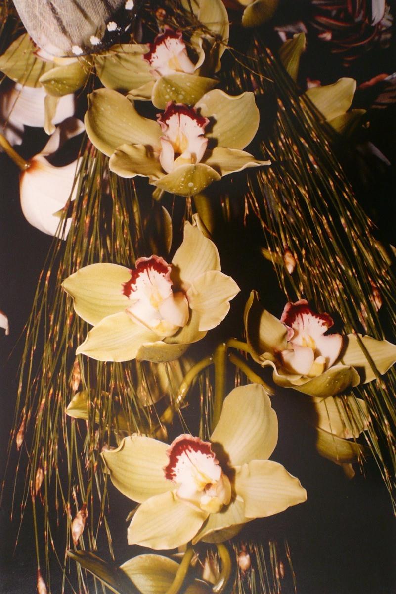 Orchidées, cymbidium