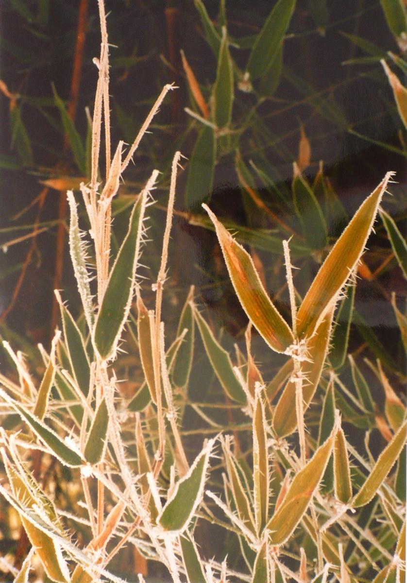 Givre sur les bambous