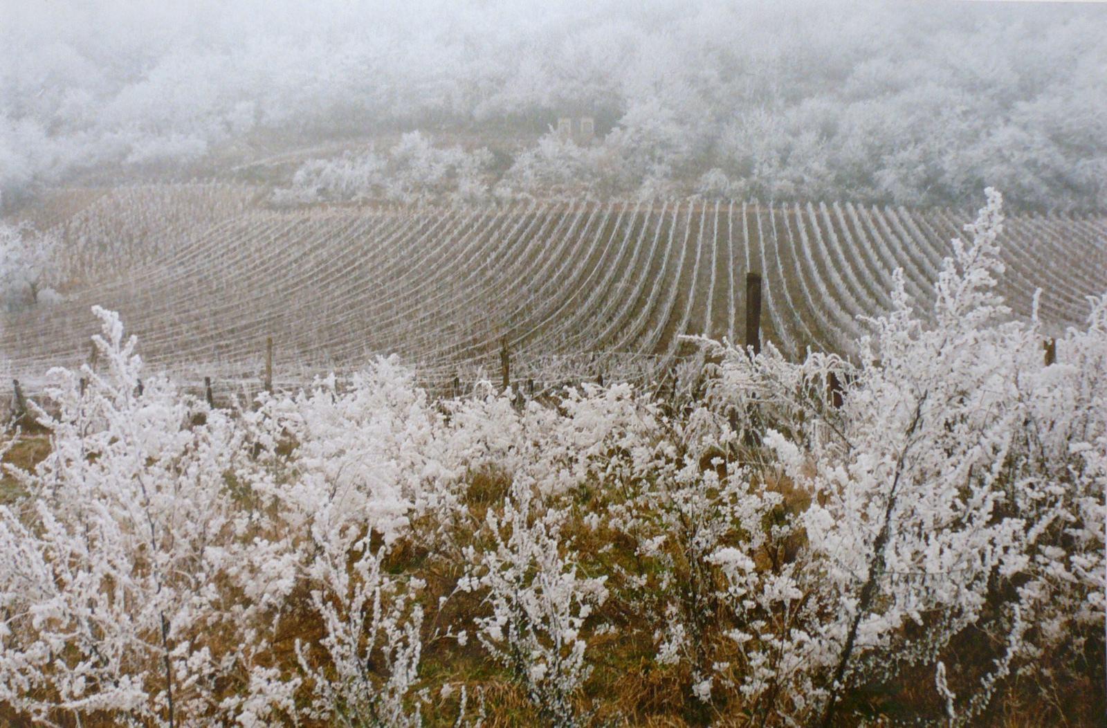 Givre sur les vignes, vers la Côte
